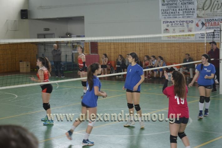 volley _1ogel-kassandra111